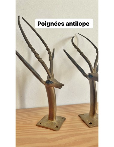 Paire d’Antilopes murales hantent personnes